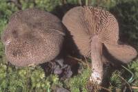 Entoloma violaceum image