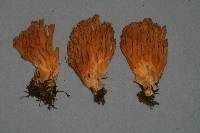 Ramaria gelatinosa image