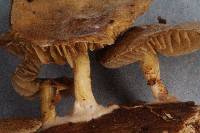 Simocybe sumptuosa image