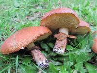 Suillus luteus image