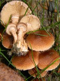 Pholiota terrestris image