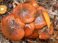 Suillus luteus image