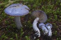 Cortinarius subfoetidus image