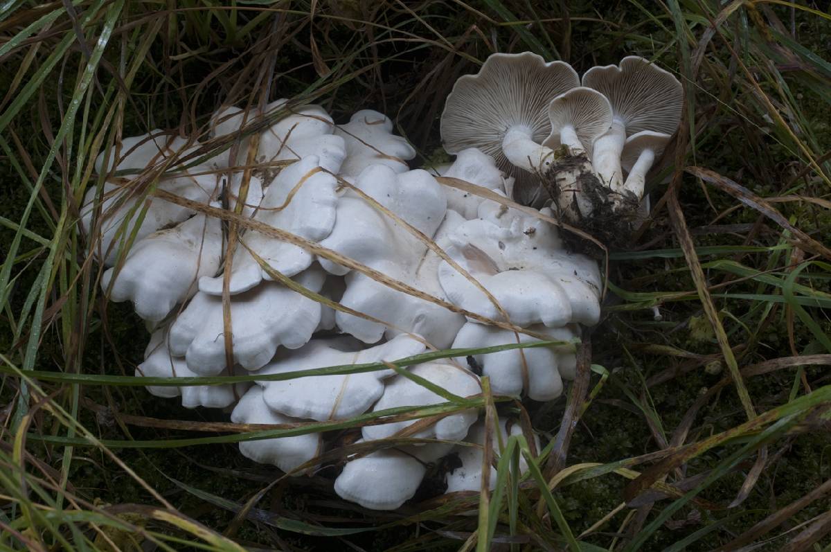 Clitocybe dilatata image