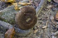 Pluteus atromarginatus image