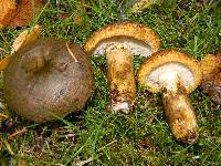 Lactarius turpis image