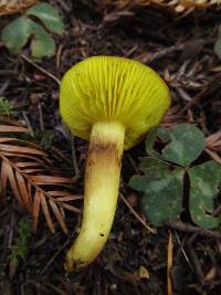 Phylloporus arenicola image