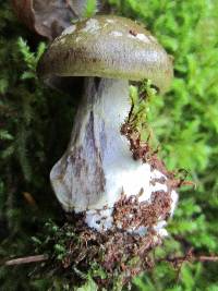 Cortinarius montanus image