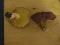 Suillus brevipes image