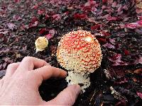 Amanita muscaria var. flavivolvata image