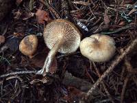 Clitocybe vibecina image