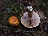 Cortinarius calochrous image