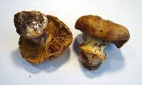 Cortinarius elegantior image