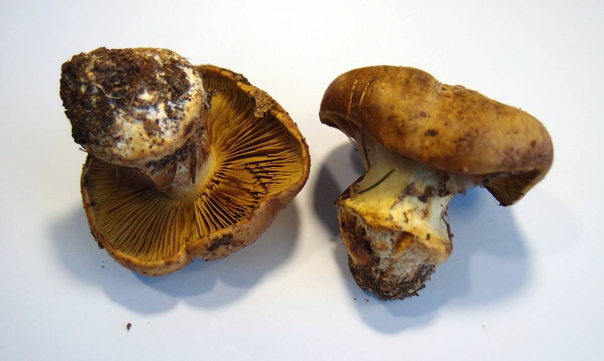 Cortinarius elegantior image