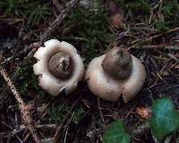 Geastrum fimbriatum image