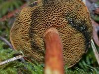 Chalciporus piperatoides image