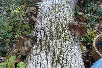 Perenniporia fraxinophila image