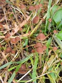 Psathyrella corrugis image