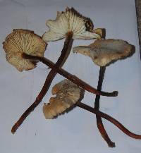 Gymnopus brassicolens var. brassicolens image