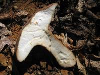 Polyporus radicatus image