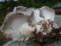 Albatrellus flettii image