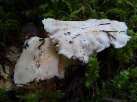 Cantharellus subalbidus image