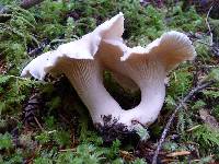 Cantharellus subalbidus image