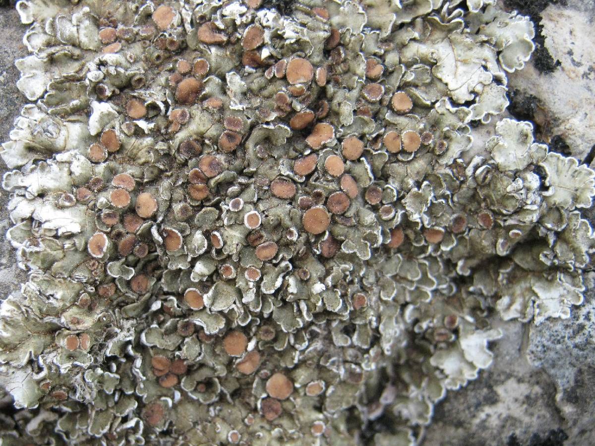 Squamarina cartilaginea var. cartilaginea image