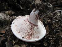 Hygrophorus russula image