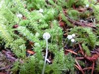 Hemimycena delectabilis image