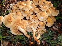 Pholiota terrestris image