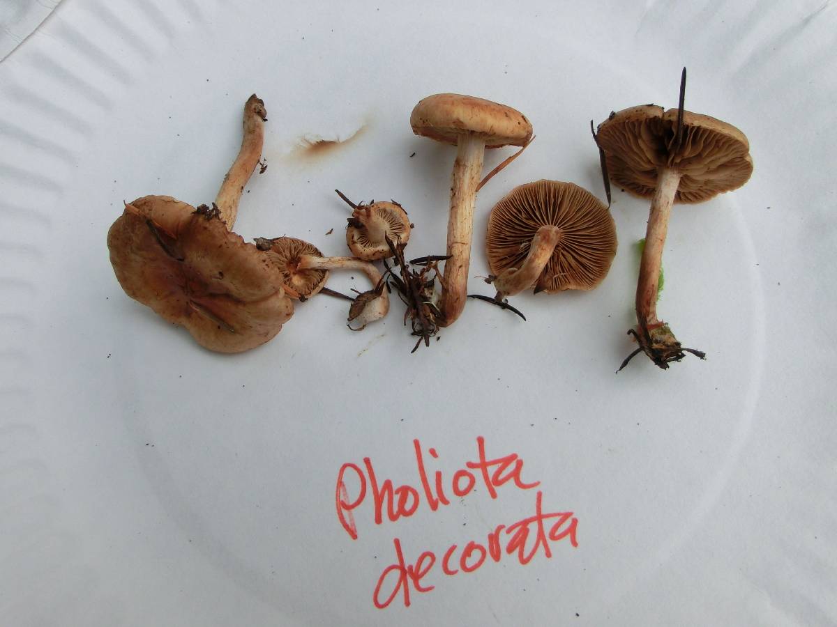 Pholiota decorata image