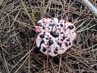 Hydnellum peckii image