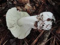 Tricholoma aestuans image