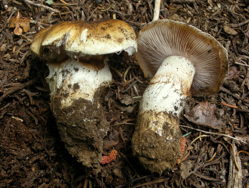 Cortinarius variosimilis image