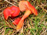 Hygrocybe miniata image