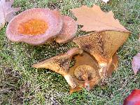 Paxillus involutus image