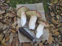 Boletus regineus image