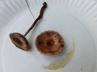 Agrocybe erebia image