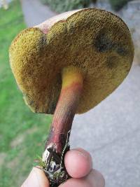 Boletus chrysenteron image