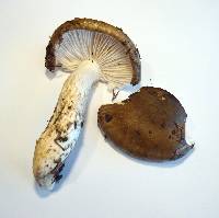 Hygrophorus olivaceoalbus image