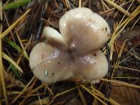 Lactarius mucidus image