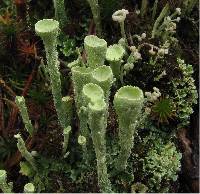 Cladonia sulphurina image