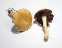 Stropharia coronilla image