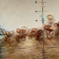 Psilocybe hoogshagenii var. hoogshagenii image