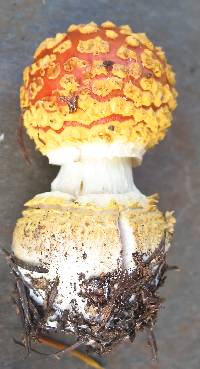 Amanita muscaria var. flavivolvata image