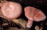 Lactarius subpurpureus image