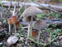 Parasola auricoma image