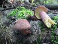 Tricholomopsis rutilans image