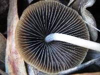 Parasola conopilea image